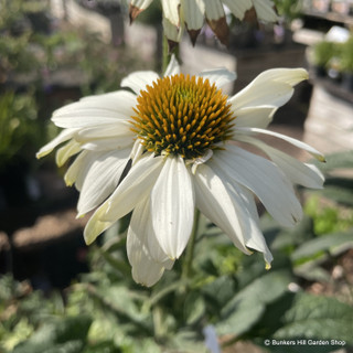 Echinacea purpurea 'Primadonna White' - 1ltr pot