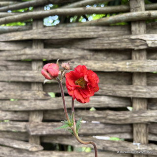 Geum 'Scarlet Tempest' 1ltr pot