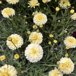 Leucanthemum x superbum 'Crazy Daisy'
