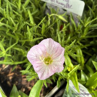 Oenothoera speciosa 'Siskyou' 1ltr
