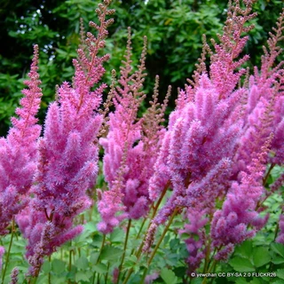 Astilbe chinensis 'Love and Pride'-3L