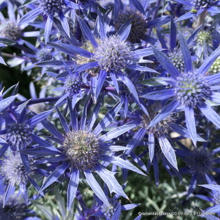 Eryngium nanum 'Blue Hobbit' 1ltr pot