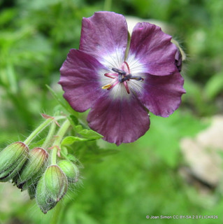 Geranium phaeum 1ltr