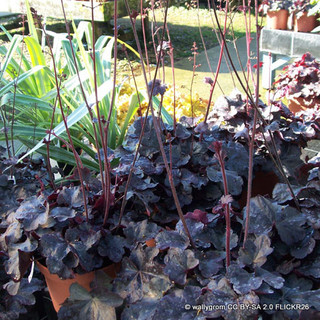 Heuchera 'Obsidian' 1ltr pot