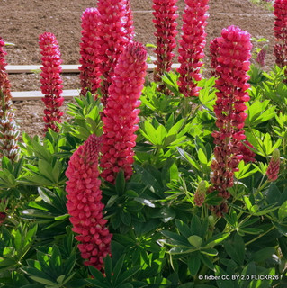 Lupin 'My Castle' (Lupinus) 1ltr pot