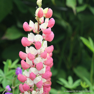 Lupin 'The Chatelaine' (Lupinus) 1ltr pot