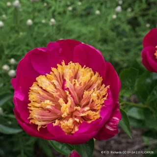 Peony lactiflora Doreen (Peonia) 3ltr pot