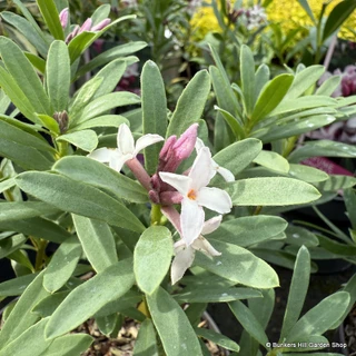 Daphne 'Pink Eternal Fragrance' 3L