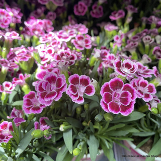 Dianthus 'Pink Kisses' (p12)