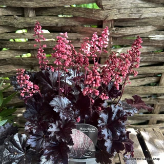 Heuchera 'Timeless night' 3L