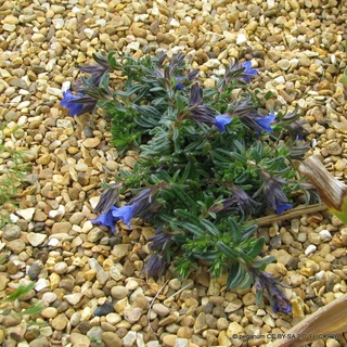 Lithodora diffusa 'Heavenly Blue' 10.5cm