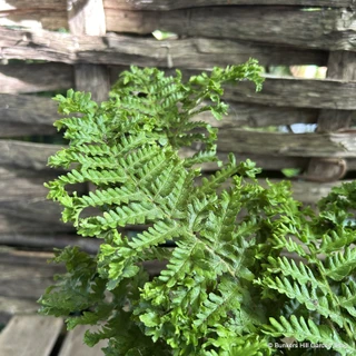 Dryopteris affinis Crispa (Scaly Male Fern) M