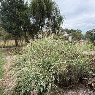 Miscanthus 'Little Zebra' (Grass) 2L