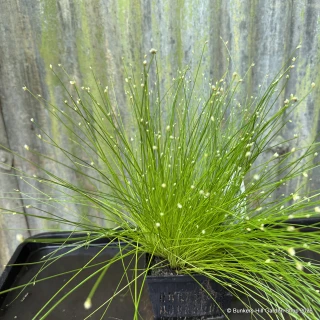 Scirpus cernuus 2 ltr OXY
