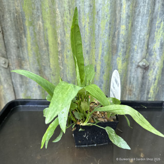 Ranunculus lingua Grandiflorus (Greater Spearwort) 1ltr