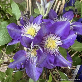 Clematis 'Multi blue'