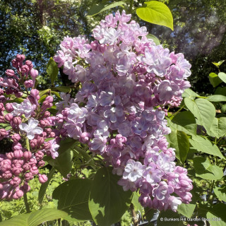 Syringa vulgaris 'Mme  Antoine Buchner' 36L