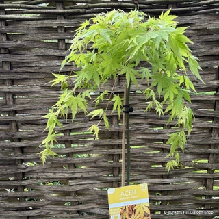Acer palmatum 'Cascade Gold' 3L