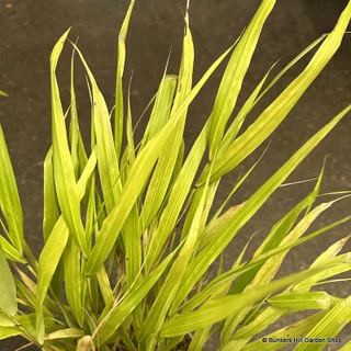 Hakonachloa macra 'Sunflare' 2 litre
