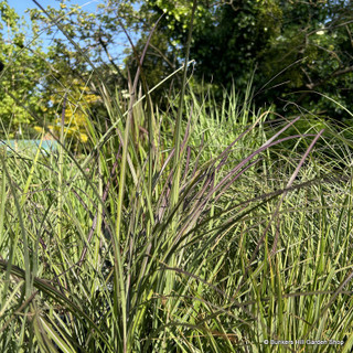 Miscanthus sinensis 'Kleine Siberspinne'