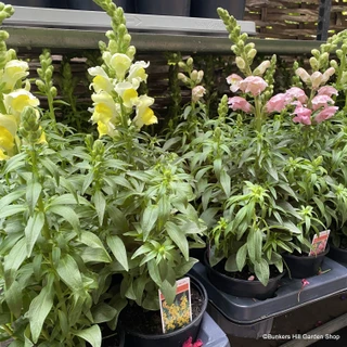 Antirrhinum - 6 Pack