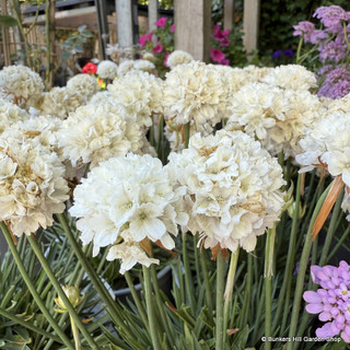 Armeria dreameria 3L