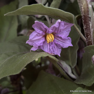 Aubergine 9cm