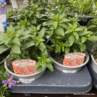 Bedding - 1 litre