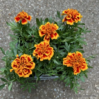 French Marigold - 6 Pack