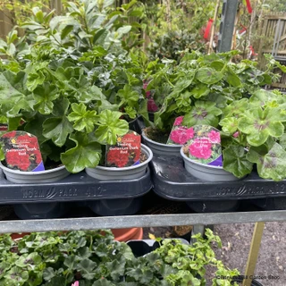Geranium  (Toscana) Zonal/Ivy - 10.5cm