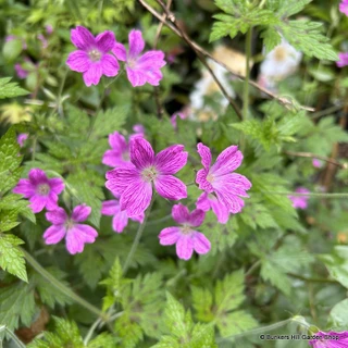 Geranium (variegated, special & scented) 1ltr