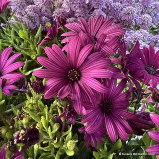Osteospermum - 1Litre