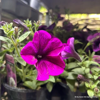 Petunia - 6 Pack