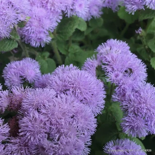 Ageratum - 6 Pack