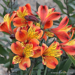 Alstroemeria (3L)