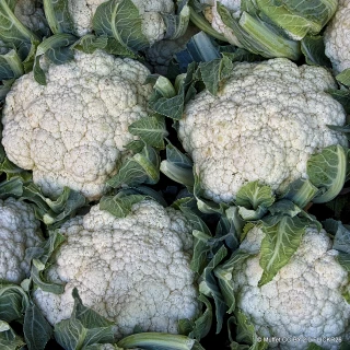 Cauliflower - 6 Pack