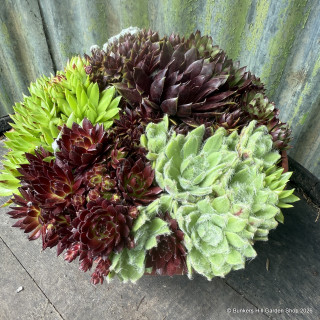 Sempervirum Bowl