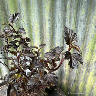 Physocarpus 'Panther'