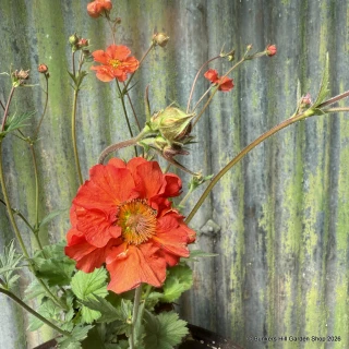 Geum 'Scarlet Tempest'-3L
