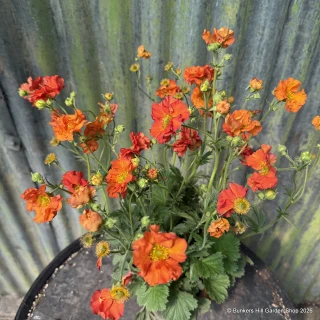Geum 'Scarlet Tempest' - 3L