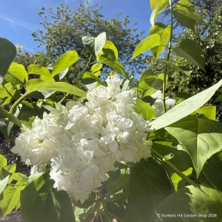 Syringa 'Souvenir Alice Harding' 10L bush