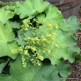 Acanthus mollis albus 2L