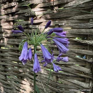Agapanthus 'Popping Purple' 2L