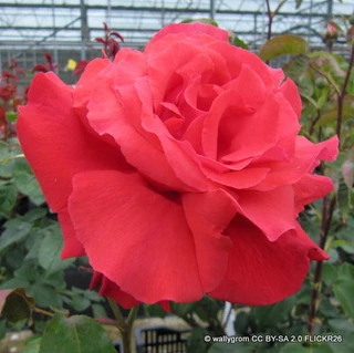 Fragrant Cloud - Hybrid Tea Rose
