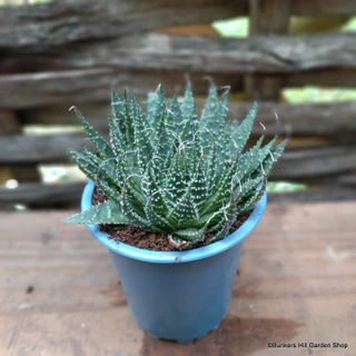 Aloe aristata 2L