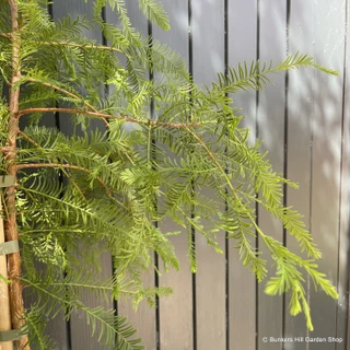 Metasequioa glyptostroboides (Dawn redwood)