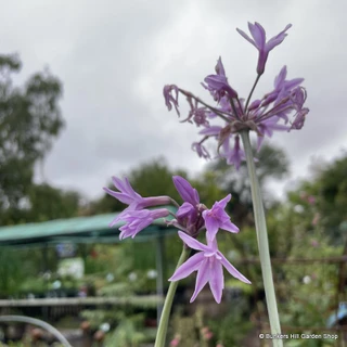 Tulbaghia violacea 'Silver Lace' 3L