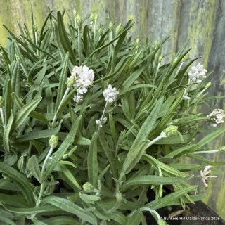 Lavender ang. 'BeeZee White'