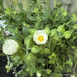 Cistus 'Thrive' 3L