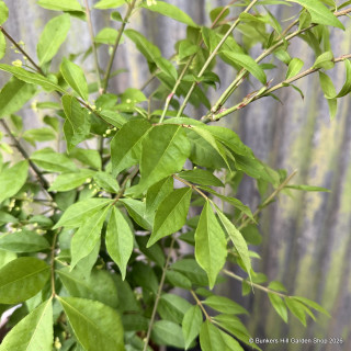 Euonymus alatus 'Compactus' 3L
